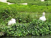 Parque von Bussaco