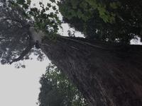 Parque von Bussaco