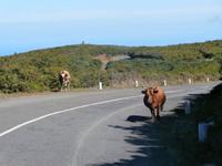 Paul da Serra-Madeira-freilaufende Kühe