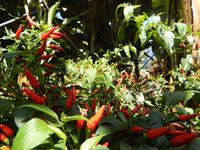 Peperoni Traum 
