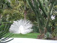 Pfau