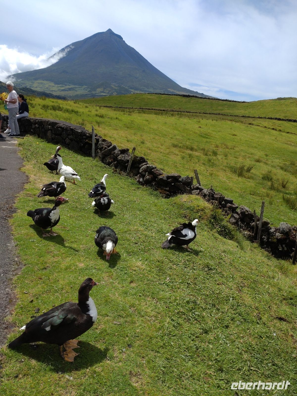 Pico mit Enten