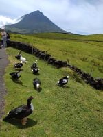 Pico mit Enten