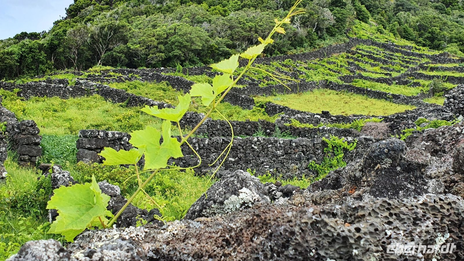 Pico, Weinanbau