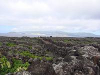 Pico