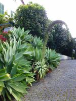 Ponta Delgada 
