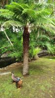 Ponta Delgada, Botanischer Garten Antonio Borges, Baumfarn