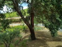 Portugal, Korkeiche