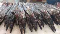 Portugal, Madeira: Degenfisch, Fisch, Markthalle