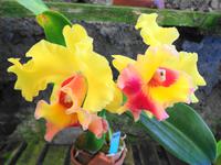 Pregetter’s Orchideengarten „Jardim Orquídea“, Funchal 