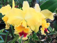Pregetter’s Orchideengarten „Jardim Orquídea“, Funchal 