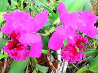 Pregetter’s Orchideengarten „Jardim Orquídea“, Funchal 