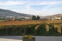 Quinta Pacheca