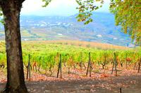 Quinta da Pacheca