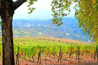 Quinta da Pacheca