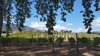 Quinta da Pacheta