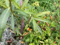 Raupe des Monarchen