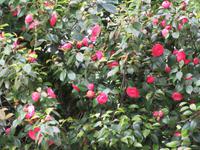 Rhododendren