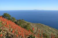 Rote Baum-Aloe