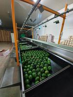 Sagres Avocados