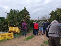 Sagres Mandarinen Plantage 