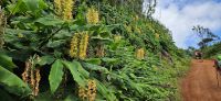 Sao Jorge, wilder Ingwer am Wanderweg