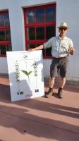 Sao Miguel, Teeplantage Gorreana