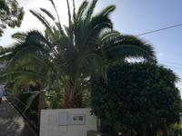 Schokoladen-Garten