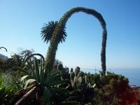 Schwanenhalsagave im Botanischen Garten