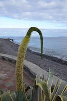 Schwanenhalsagave
