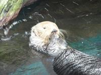 Seeotter im Oceanário