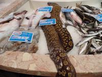 Singlereise Portugal _ Fischmarkt in Lagos