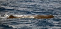 SpermWhale-WWA-20250726-Pottwal