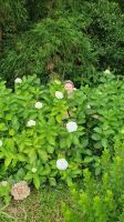 Suchbild in den Hortensien