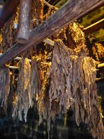 Tabak Museum