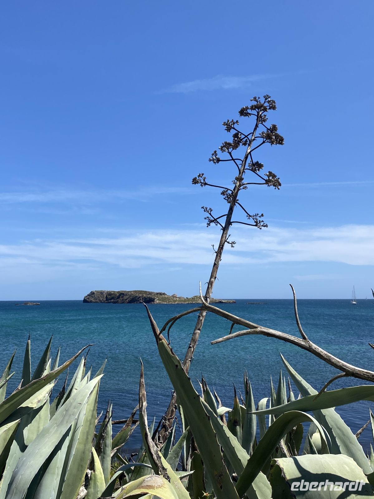 Tag 2 - Agave