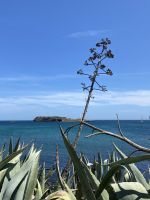 Tag 2 - Agave