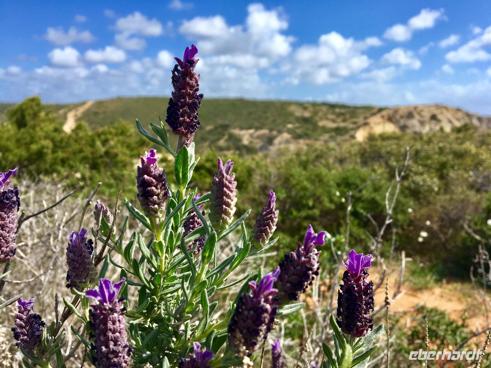 Tag 2 - Lavendel