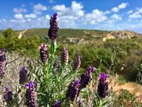 Tag 2 - Lavendel