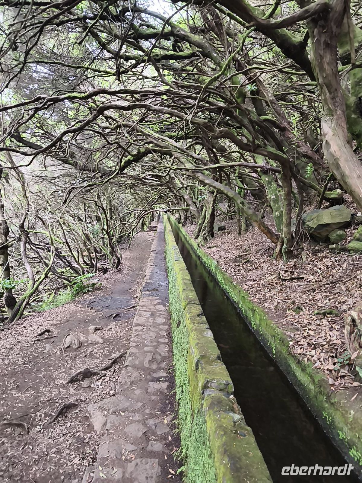 Tag 2 Baumheide über der Levada 25 Quellen 