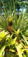 Tag 3 Ananasgewächs im Botanischen Garten Funchal