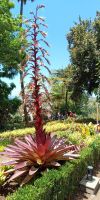 Tag 3 Exotische Pflanze im Botanischen Garten Funchal