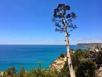 Tag 4 - Agave 