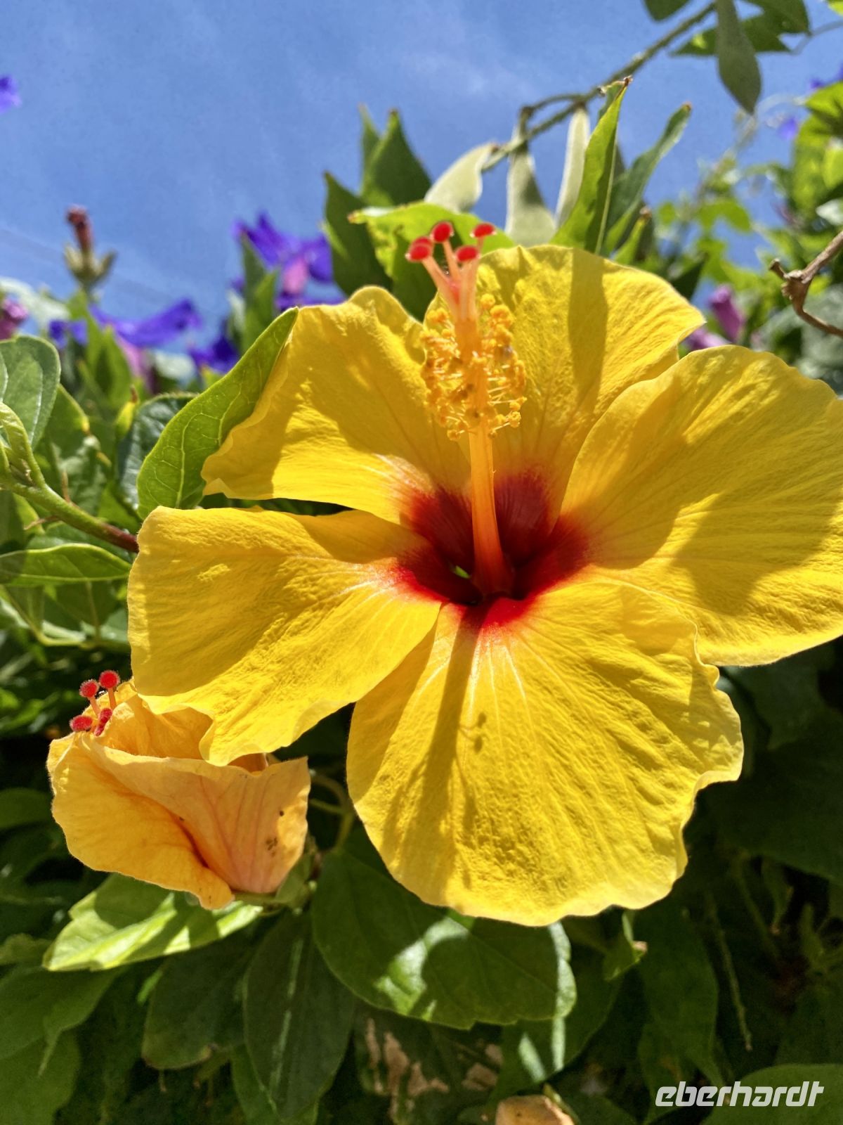 Tag 4 - Flowerpower