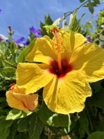 Tag 4 - Flowerpower