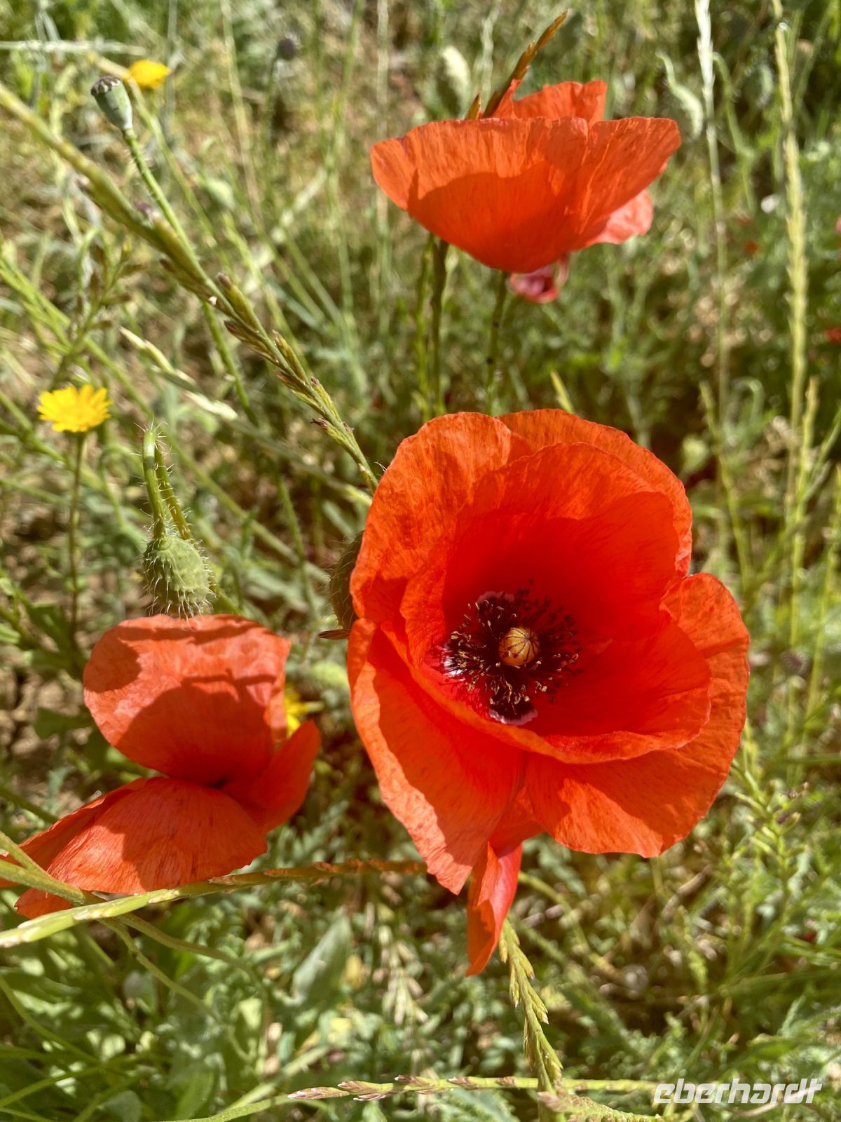Tag 6 - Mohnblumen