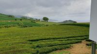Teeplantage Gorreana