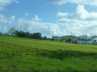 Teeplantage