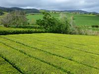 Teeplantage