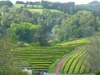 Teeplantage